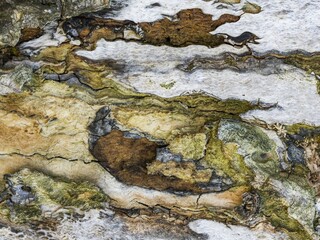 Colourful wood structure on an old tree, dead wood, Venice, Italy, Europe