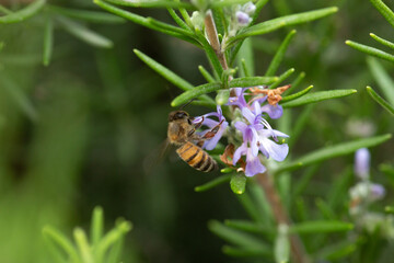 Honey bee latin american insect in a flower picking up polen and flying bee keeping hive