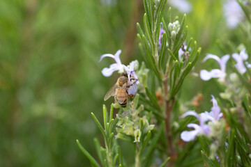 Honey bee latin american insect in a flower picking up polen and flying bee keeping hive