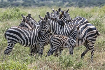 Plains Zebras (Equus quagga), crowded animals with foals, Tsavo West National Park, Kenya, Africa