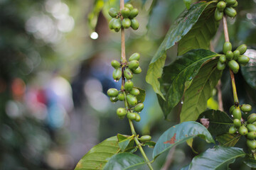 Close-up of unripe green coffee cherries growing on the branch. Fresh from the farm.