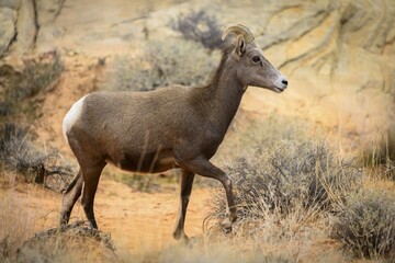 Desert bighorn sheep (Ovis canadensis nelsoni), adult, running, Mojave Desert, Valley of Fire State Park, Nevada, USA, North America