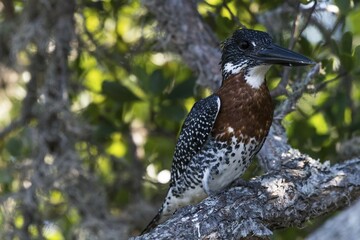 Giant kingfisher (Megaceryle maxima) sits in the tree, iSimangaliso Wetland Park, KwaZulu-Natal,...