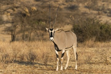 East African oryx (Oryx Beisa), Samburu National Reserve, Kenya, Africa