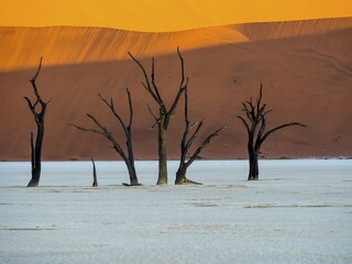 Dead camel thorn trees (Vachellia erioloba) in Dead Vlei in front of sand dunes, salt pan,...