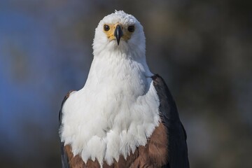 African fish eagle (Haliaeetus vocifer), portrait, Chobe National Park, Botswana, Africa