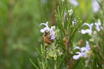 Honey bee latin american insect in a flower picking up polen and flying bee keeping hive