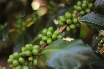 Detailed view of fresh, green coffee cherries with water droplets after rain. Macro photography.