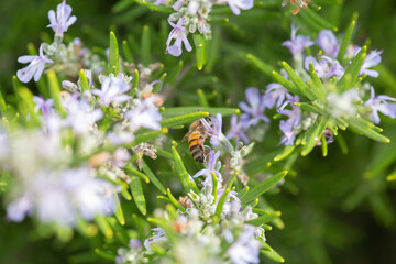 Honey bee latin american insect in a flower picking up polen and flying bee keeping hive