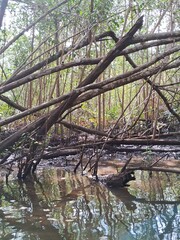 vegetação de mangue em itacaré bahia no rio de contas