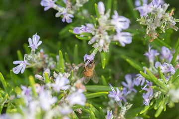 Honey bee latin american insect in a flower picking up polen and flying bee keeping hive