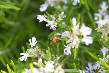 Honey bee latin american insect in a flower picking up polen and flying bee keeping hive