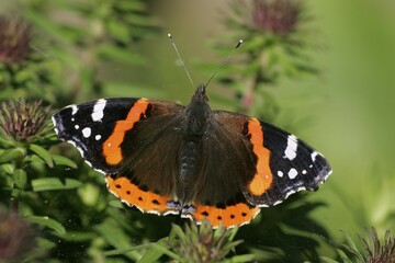 Red Admiral, Germany (Vanessa atalanta)