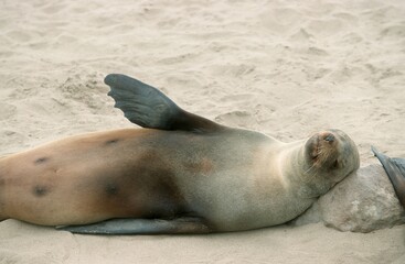 South African Fur Seal, Cape Cross, Namibia (Arctocephalus pusillus)