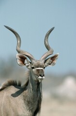 Greater Kudu, male, Etosha national park, Namibia (Tragelaphus strepsiceros)