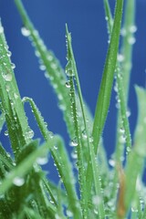 Blades of Grass with drops of water