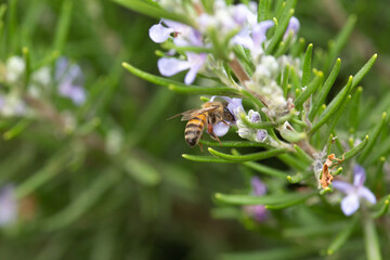 Honey bee latin american insect in a flower picking up polen and flying bee keeping hive