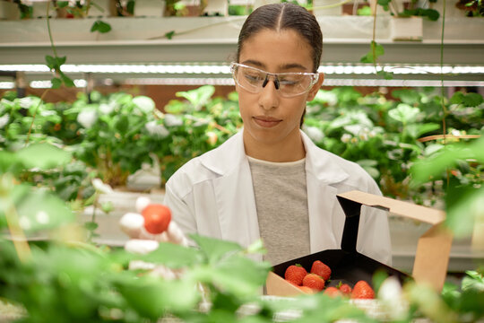 Scientist examining strawberries grown in an indoor garden setting with advanced cultivation techniques. Surrounded by lush greenery and advanced farming equipment