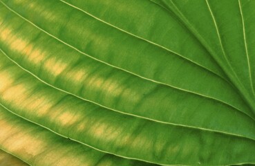 Leaf detail in autumn (Hosta spec.)