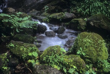 The Mute Magic of the valley. Western Ghats, Kerala, India, Asia