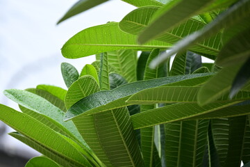 Obraz premium beautiful green leaf texture in springtime, water drop on frangipani leaves