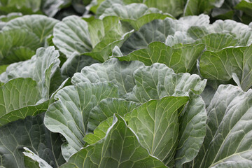 A vibrant green field of cabbages under a clear blue sky. Lush, healthy leaves create a beautiful natural pattern.