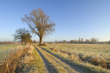 Reed area near the city of radolfzell