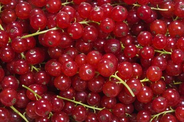 Currants