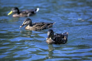 Three swimming ducks