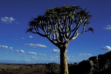 Obraz premium Quivertree Kokerboom South Africa Aloe dichotoma