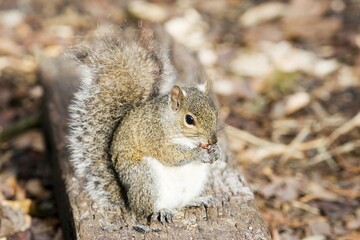 Fototapeta premium Squirrel is eating