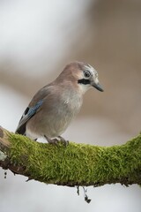 Eurasian jay (Garrulus glandarius), on perch on mossy branch, Stubai Valley, Tyrol, Austria, Europe