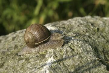 Burgundy Snail, Roman Snail or Edible Snail (Helix pomatia)