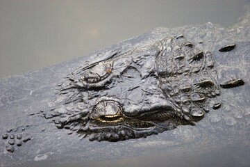 USA, Florida, head of an alligator in water, North America