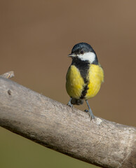 Great tit in autumn at a wet forest