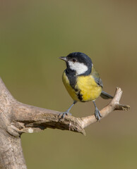 Great tit in autumn at a wet forest