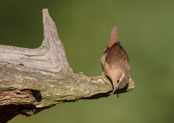 Eurasian Wren - in autumn at a wet forest