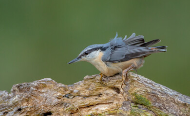 Eurasian nuthatch - in autumn at a wet forest