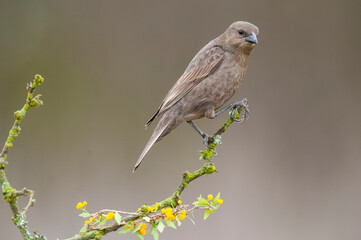 Bay winged Cowbird nesting, in Calden forest environment, La Pampa Province, Patagonia, Argentina.