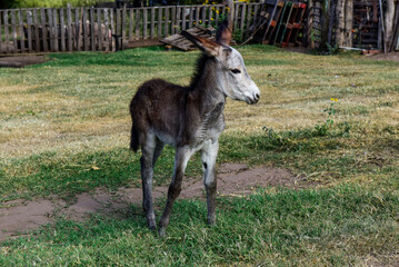 Donkey newborn baby in farm, Argentine Countryside