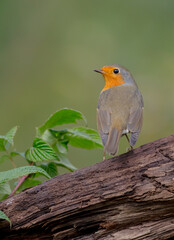 The European robin - at the wet forest in autumn