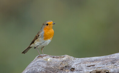 The European robin - at the wet forest in autumn
