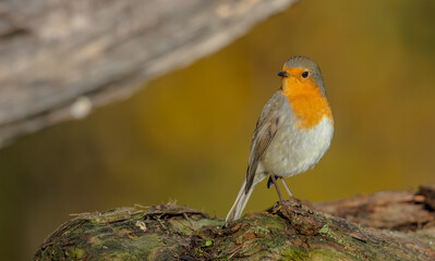 The European robin - at the wet forest in autumn