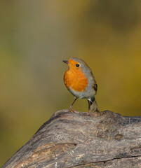 The European robin - at the wet forest in autumn