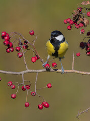Great tit in autumn at a wet forest