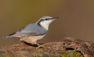 Eurasian nuthatch - in autumn at a wet forest
