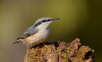 Eurasian nuthatch - in autumn at a wet forest