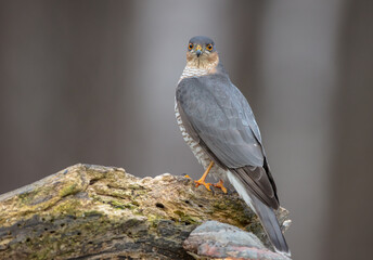 Eurasian Sparrowhawk - adult male at the wet forest in winter