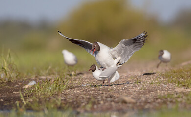 Black-headed Gull - at the mating season in spring at a wetland