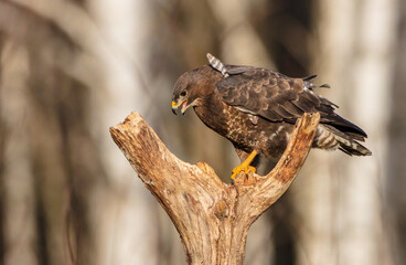 Common Buzzard in winter at a wet forest